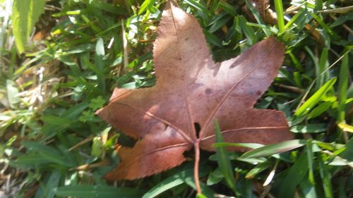 Close-up of leaves