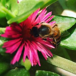 Close-up of bee on flower