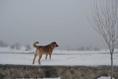 Dog standing on snow covered land