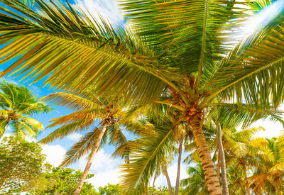 Low angle view of palm trees against sky