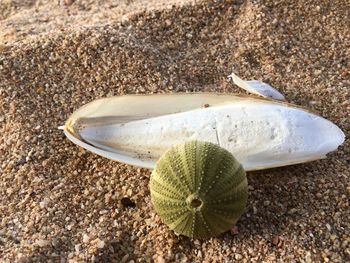 Close-up of seashell on beach