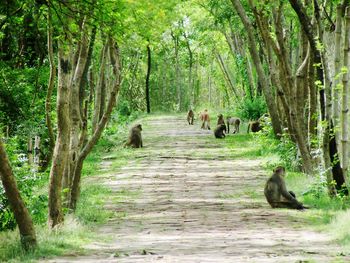 Dirt road passing through forest