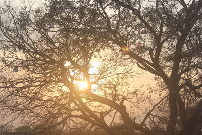 Sun shining through trees