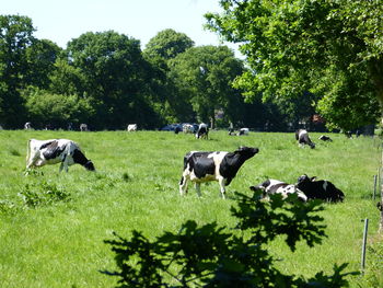 Cows grazing on field against trees