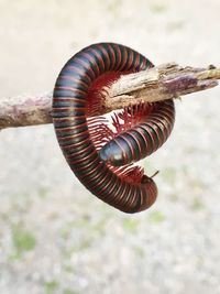 Close-up of snail