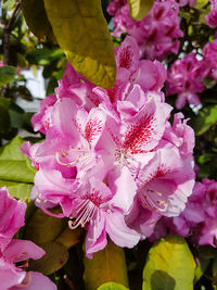 Close-up of pink flowers
