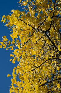 Low angle view of yellow tree against sky