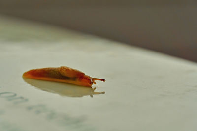 Close-up of snail on table