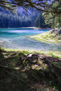 Scenic view of forest against sky
