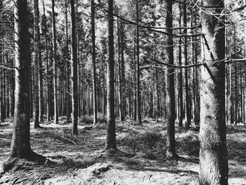 Trees in forest