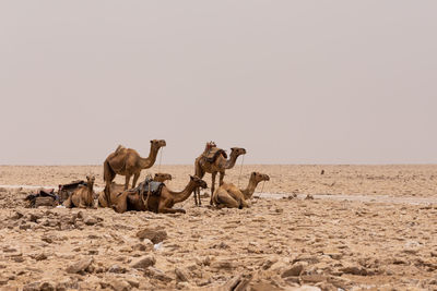 Horses in a desert