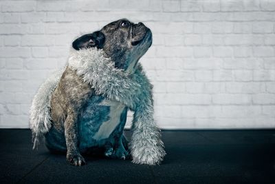 Close-up of a dog looking away against wall