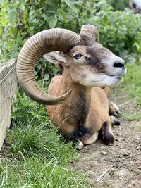 View of mouflon on field