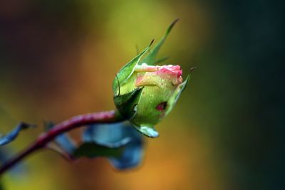 Close-up of water drop on flower