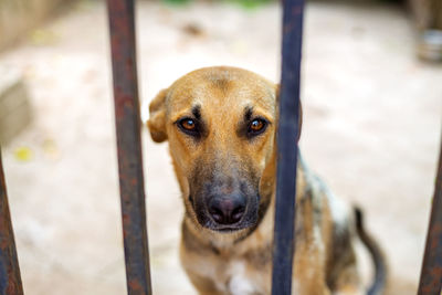 Dogs in an animal shelter waiting to be adopted. selective focus