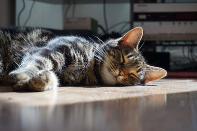 Close-up of cat sleeping