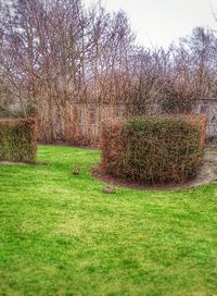 Trees on grassy field