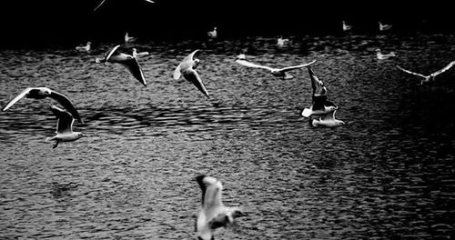 View of birds in water