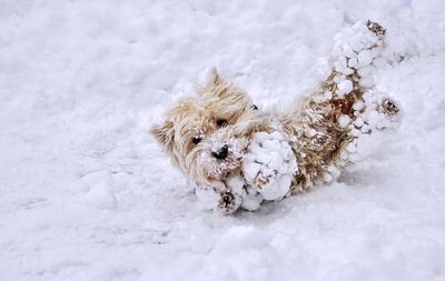 Dog on snow covered land