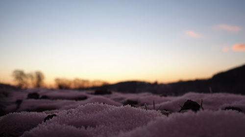 Close-up of snow on field against sky during sunset