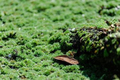 Close-up of plant growing on field