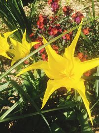 Close-up of yellow flowers blooming outdoors