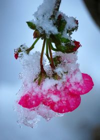 Close-up of frozen flower tree against sky