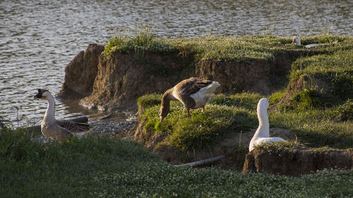 View of birds on beach