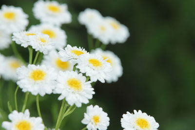 Close-up of white daisy flowers