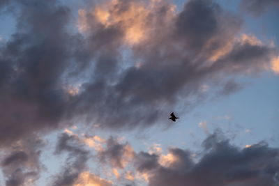 Low angle view of bird flying in sky
