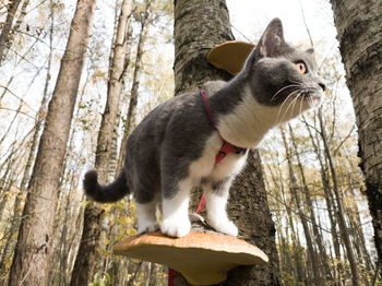 Cat sitting on a mushroom in the forest