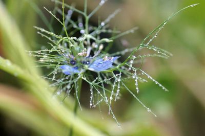 Close-up of spider on web