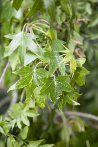 Close up of green sweet gum tree liquidambar leaves