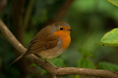 Close-up of bird perching outdoors