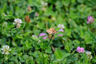 Close-up of pink flowers blooming outdoors