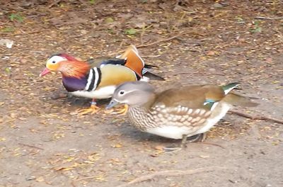 Mallard duck