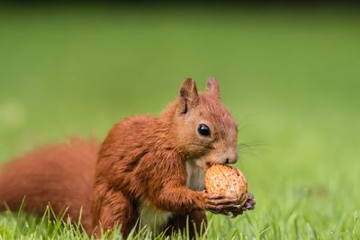 Side view of a squirrel nibbling nut