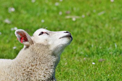 Lamb looking up