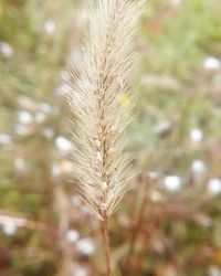 Close-up of wheat growing on field