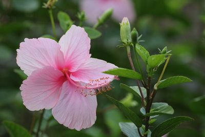 Close-up of pink flowering plant