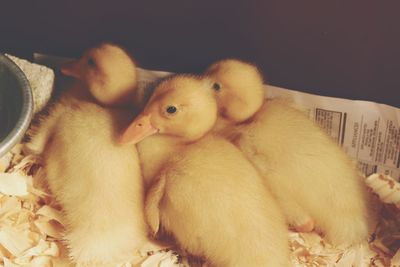 High angle view of a bird