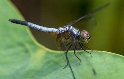 Close-up of insect on leaf