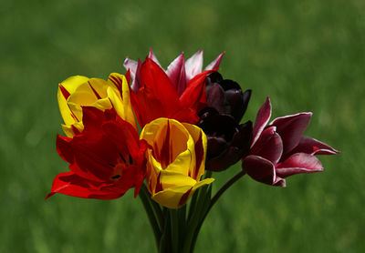 Close-up of red tulip