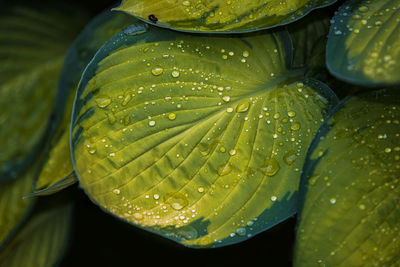 Close-up of water drops on leaves