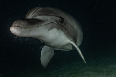 Dolphin swimming in the red sea, eilat israel