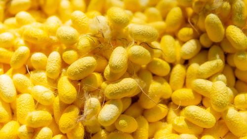 Full frame shot of yellow flowers