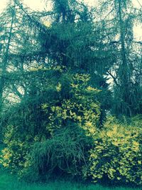 Plants growing on tree