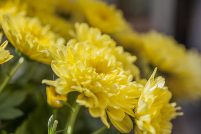 Close-up of yellow flowering plant