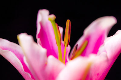 Close-up of pink flower over black background