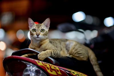 Portrait of cat sitting